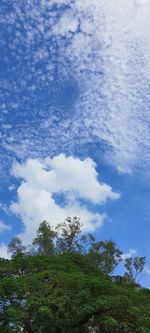 Low angle view of trees against sky