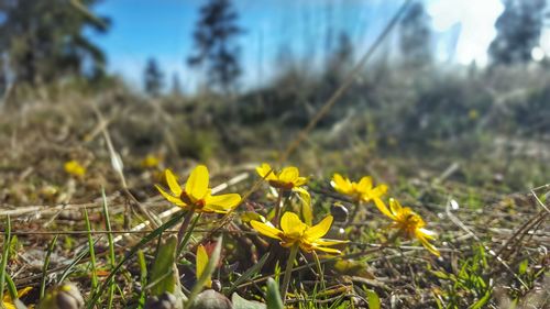 Close-up of yellow flowers growing in field