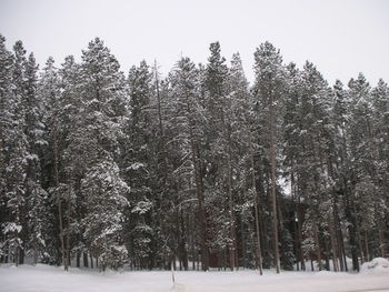 Trees on snow covered landscape against sky