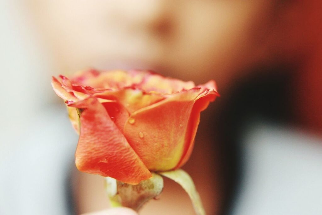 freshness, flower, petal, close-up, fragility, flower head, focus on foreground, selective focus, red, single flower, beauty in nature, nature, growth, drop, orange color, blooming, plant, yellow, bud, wet