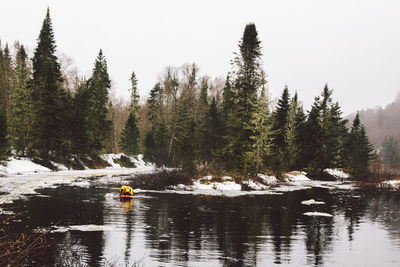 Scenic view of lake against trees in forest