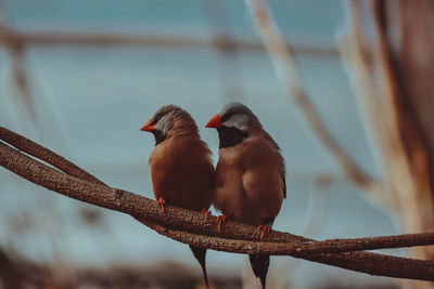 Low angle view of birds perching on metal