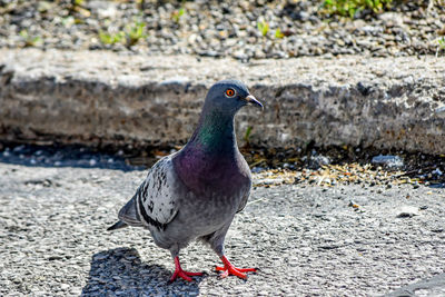 Close-up of pigeon perching on a land