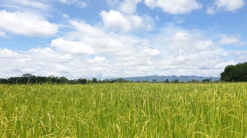 Scenic view of field against sky