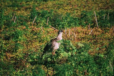 Animal on grassy field