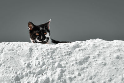 Portrait of a cat on snow