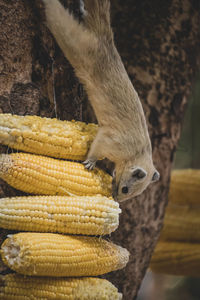 Close-up of squirrel