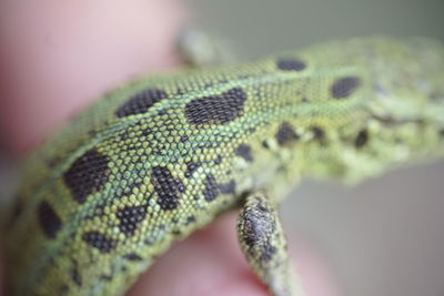 Close-up of snake