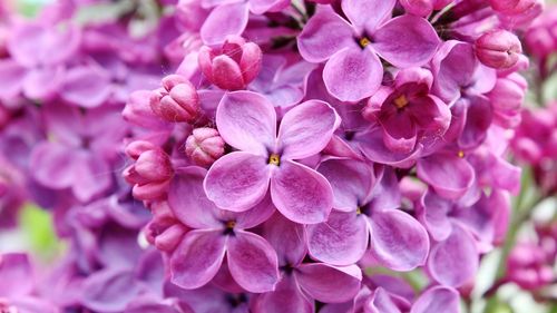 Close-up of lilacs blooming outdoors