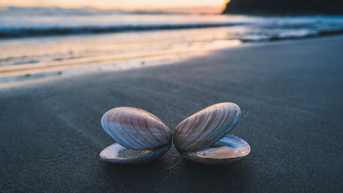 Close-up of shells on beach