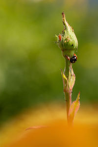 Close-up of flower on plant