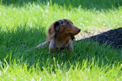 Dog looking away on field