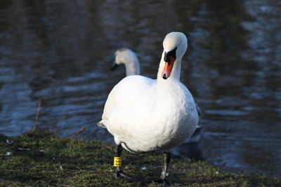 Swan on lakeshore