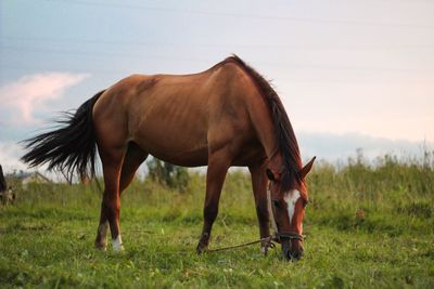 Horse grazing on field against sky