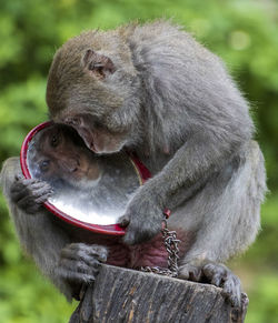 Close-up of monkey eating food