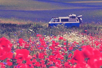 View of flowering plants growing on field