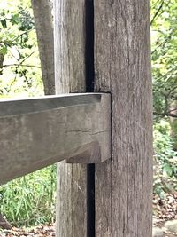 Close-up of birdhouse on tree trunk