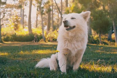 White dog looking away on field