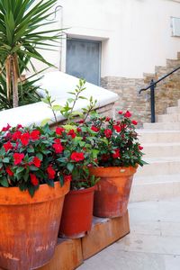 Potted plants outside house