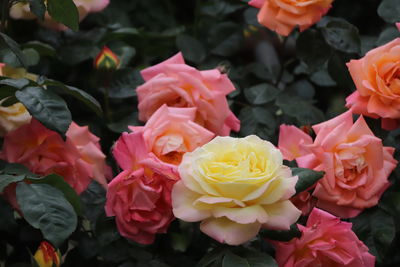 Close-up of rose bouquet