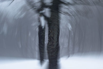 Blurred motion of bird running