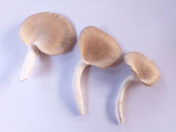 Close-up of mushrooms against white background