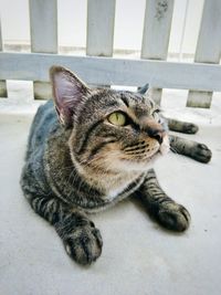 Close-up of cat sitting