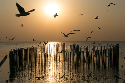 Silhouette birds flying over sea against sky during sunset