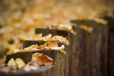 Close-up of mushrooms in autumn leaves