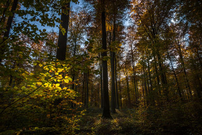 Low angle view of trees in forest during autumn