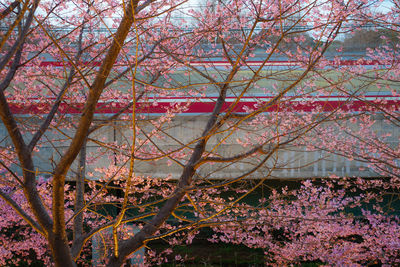 Pink cherry blossom tree in autumn