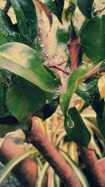 Full frame shot of wet plant