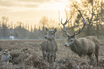 Deer on field against sky