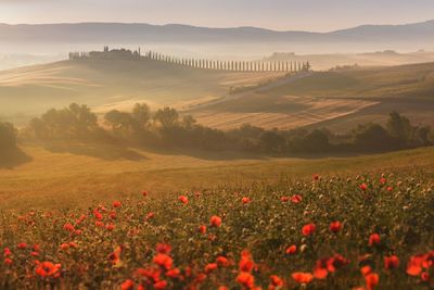 Scenic view of flowering plants on land against sky