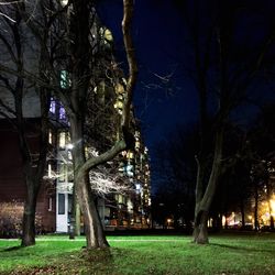 Bare trees at night