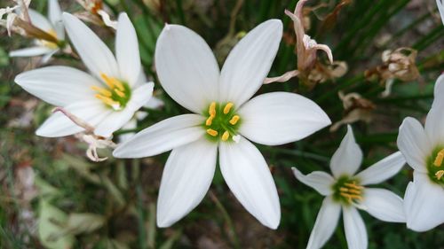 Close-up of white flowers blooming outdoors