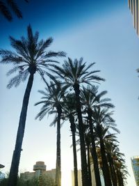 Low angle view of palm trees against clear blue sky