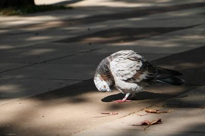 High angle view of bird 