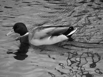 High angle view of duck in water