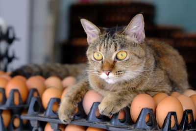 Portrait of cat relaxing at home