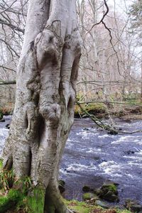 Bare tree in forest