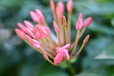 Close-up of pink flower blooming outdoors