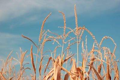 Close-up of stalks against blue sky