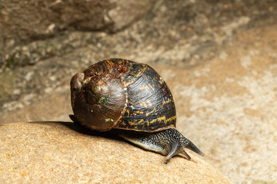 Close-up of snail on rock