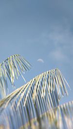 Low angle view of palm leaf against blue sky