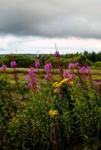 Close-up of purple flowers blooming on field against sky