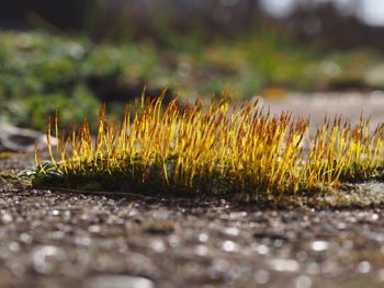 Surface level of grass on field