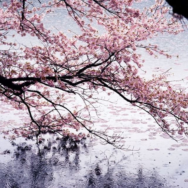 tree, branch, water, pink color, flower, nature, beauty in nature, growth, reflection, tranquility, lake, freshness, season, day, outdoors, pink, sky, no people, bare tree, blossom