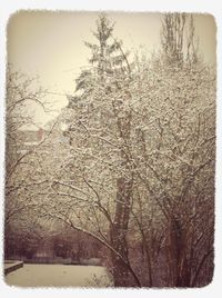 Bare trees on snow covered landscape