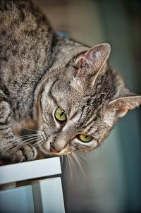 Close-up of a cat